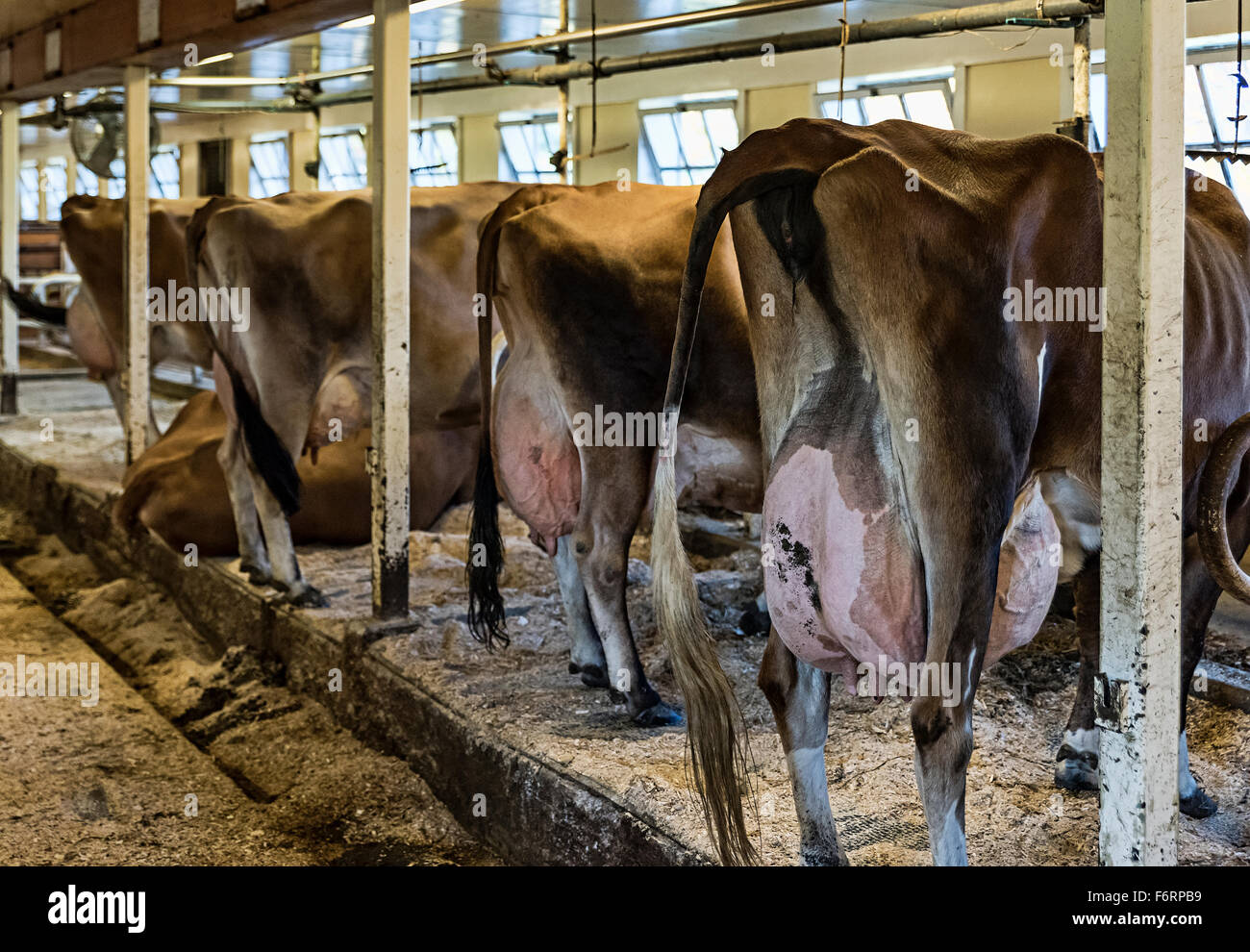 Milchkühe bereit zum Melken, Woodstock, Vermont, USA Stockfoto