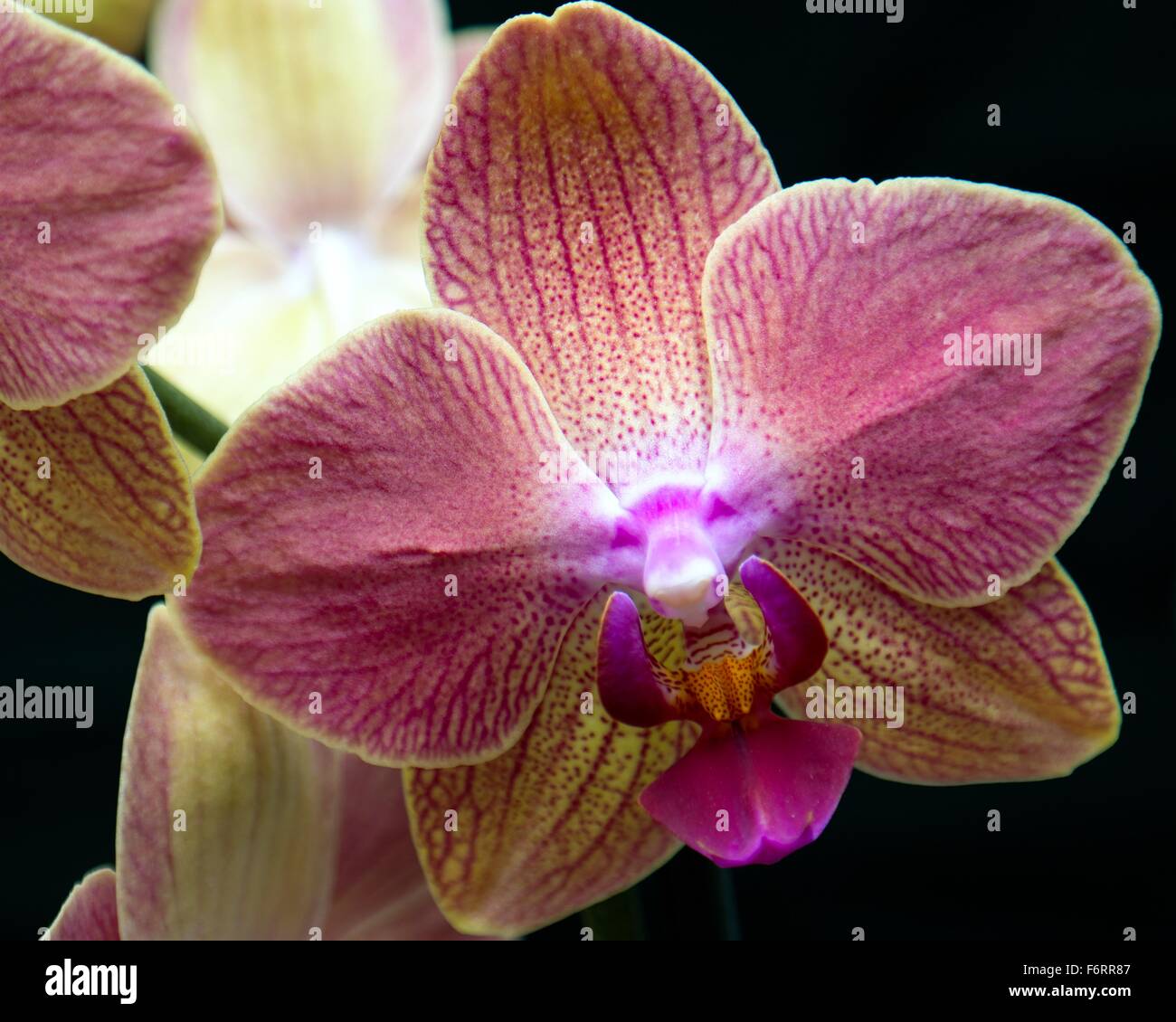 Rosa Orchidee auf schwarzem Hintergrund Stockfoto