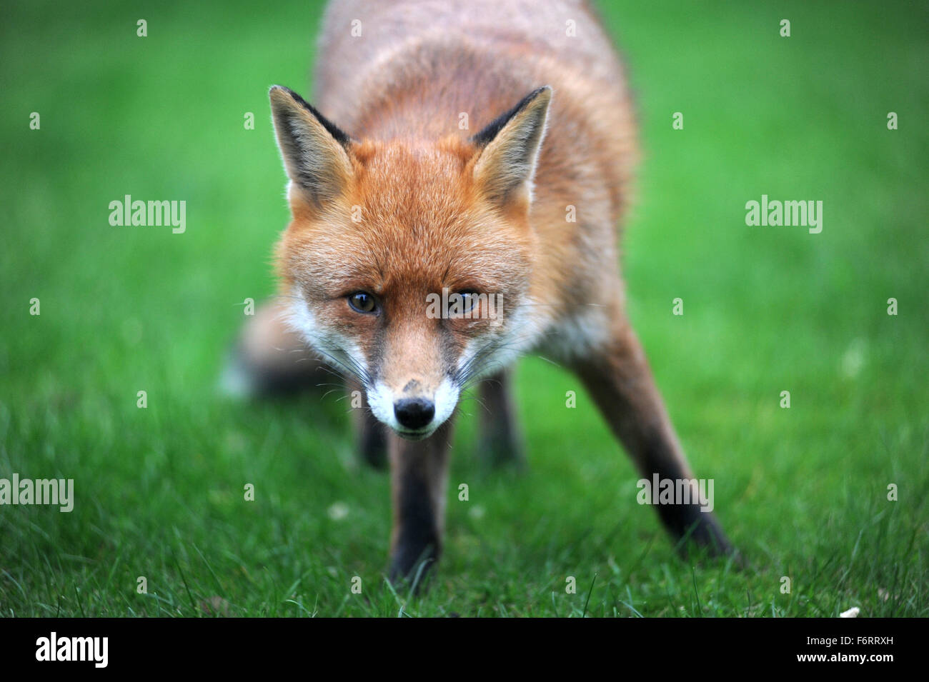 WILDEN STÄDTISCHEN FOX RE TIERWELT TIER GARTEN STADT STADT SCHÄDLINGE KNURREN BELLENDEN KRATZEN FLÖHE FÜTTERUNG ESSEN AUFRÄUMVORGANG NAHAUFNAHME UK Stockfoto