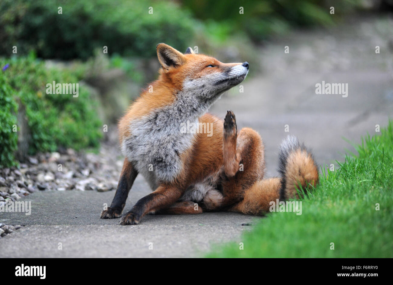 WILDEN STÄDTISCHEN FOX RE TIERWELT TIER GARTEN STADT STADT SCHÄDLINGE KNURREN BELLENDEN KRATZEN FLÖHE FÜTTERUNG ESSEN AUFRÄUMVORGANG NAHAUFNAHME UK Stockfoto