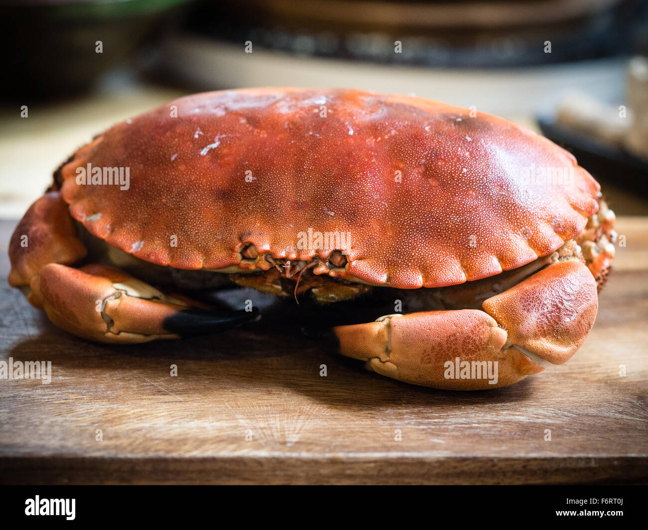 Ganze gekochte Henne Krabbe in Küche Einstellung Stockfoto