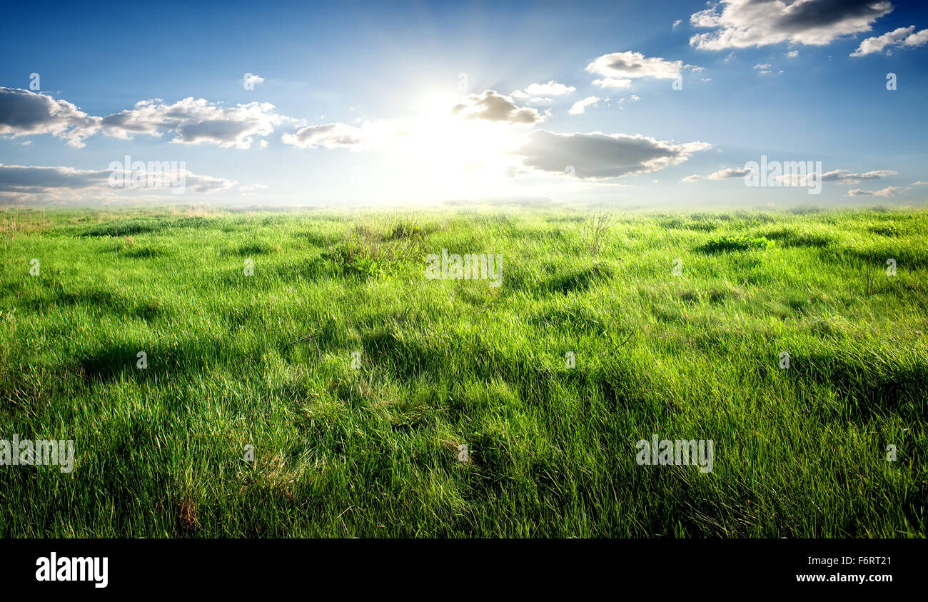Bereich der grünen Wiesen und sonnigen Himmel Stockfoto