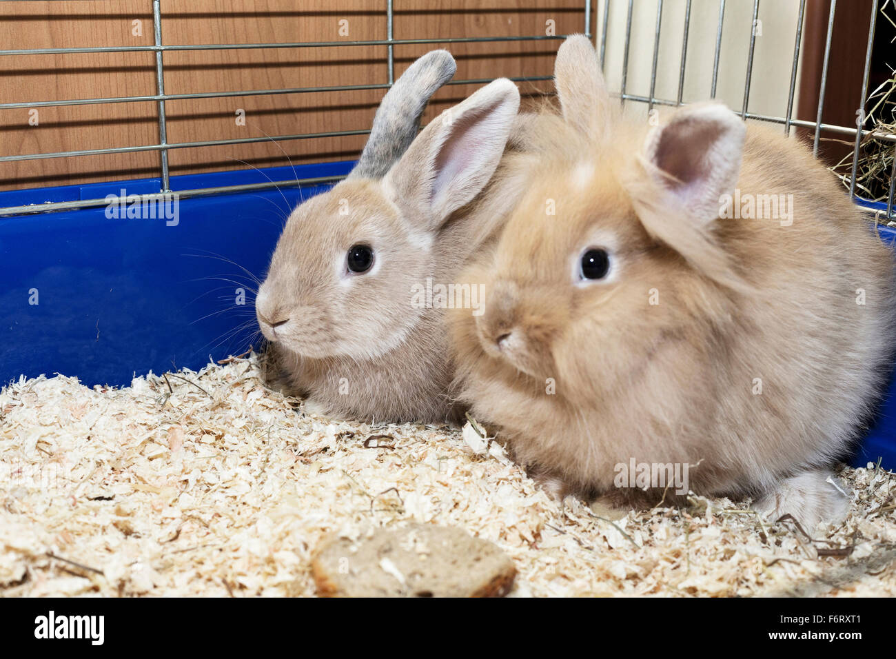 Zwei goldene Kaninchen in einem blauen Käfig. Niedliche Haustier für Kinder. Stockfoto