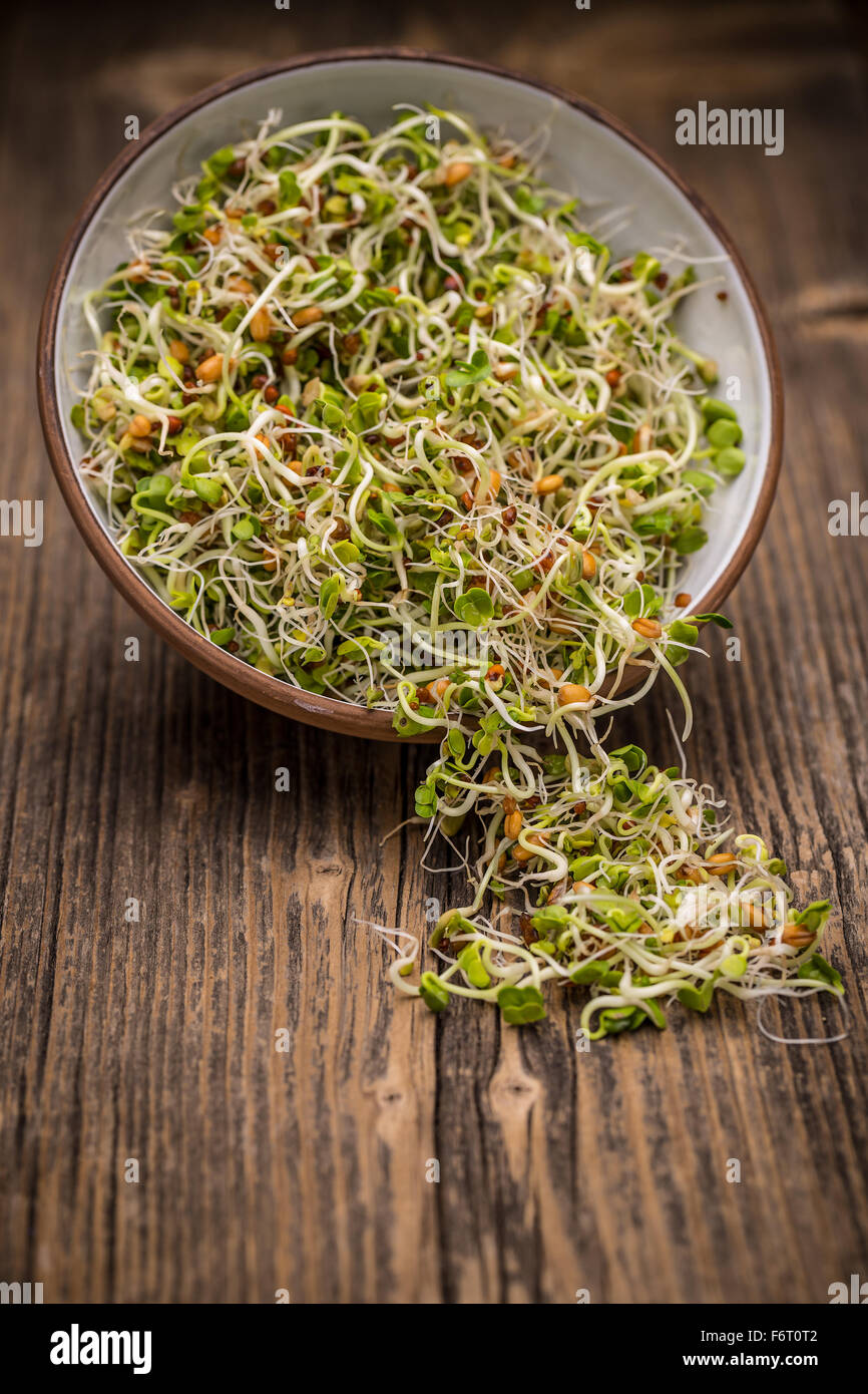 Sprossen Alfalfa, Rettich, Weizen und Senfkörner in Schüssel Stockfoto