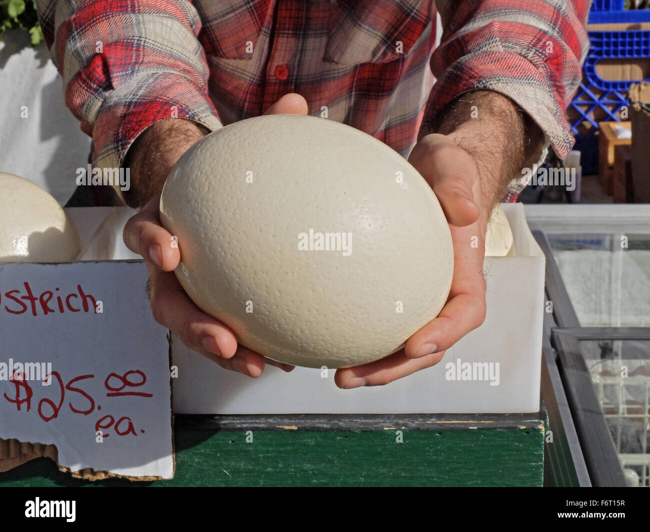 Leere Straußeneier zum Verkauf für $25 auf den Markt der grünen Union Square in Manhattan, New York City. Stockfoto