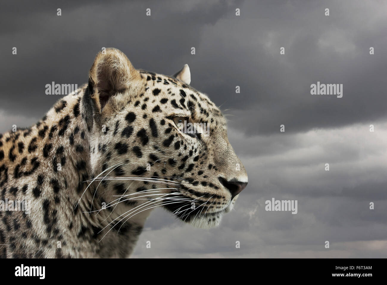 Leopard unter bewölktem Himmel Stockfoto