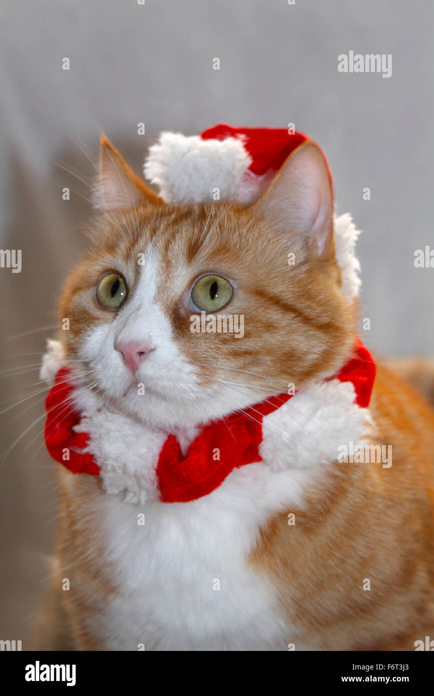 Rote und weiße Hauskatze mit Weihnachtsmütze und Kragen Stockfoto