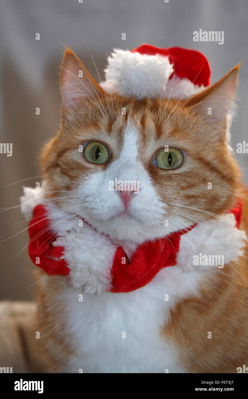 Rote und weiße Hauskatze mit Weihnachtsmütze und Kragen Stockfoto