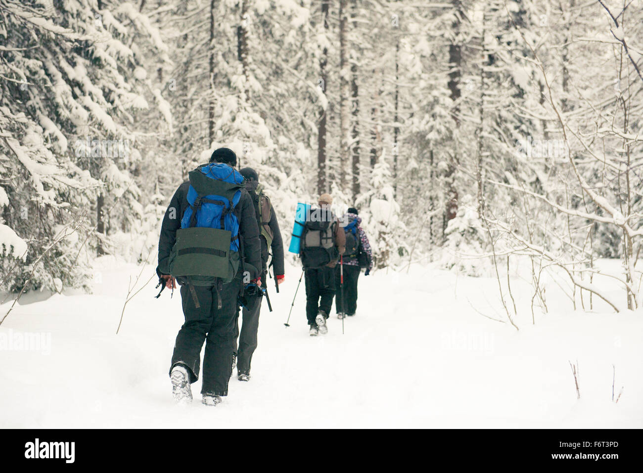 Kaukasische Wanderer Wandern im verschneiten Wald Stockfoto