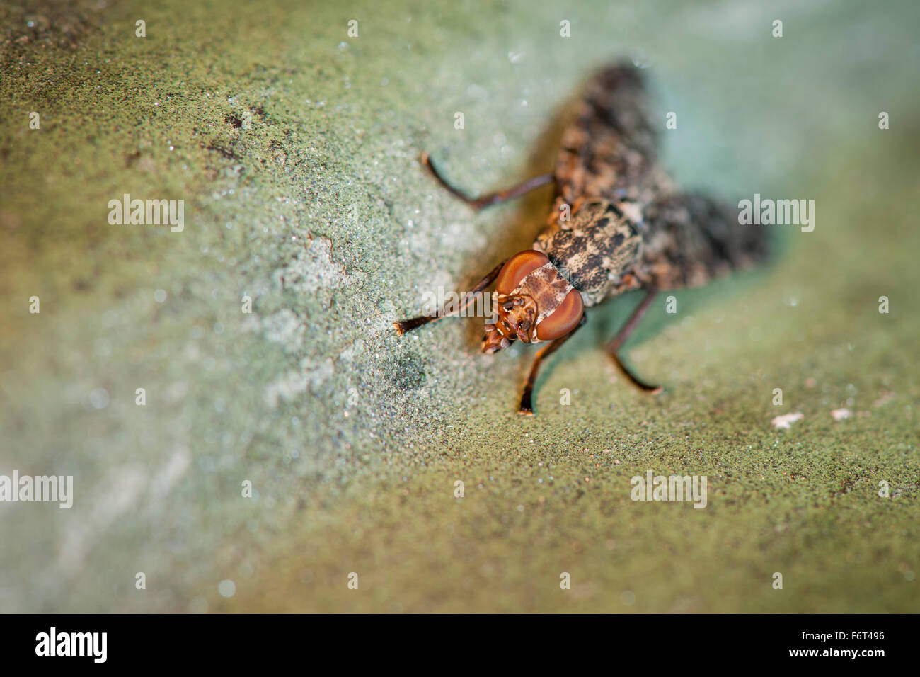schräge erhöht Makro-Ganzkörper-Ansicht einer breiten Mund Fliege (Platystoma Seminationis) auf blasse grüne Fläche Stockfoto schräge erhöht Makro-Ganzkörper-Ansicht einer breiten Mund Fliege (Platystoma Seminationis) auf blasse grüne Fläche Stockfoto