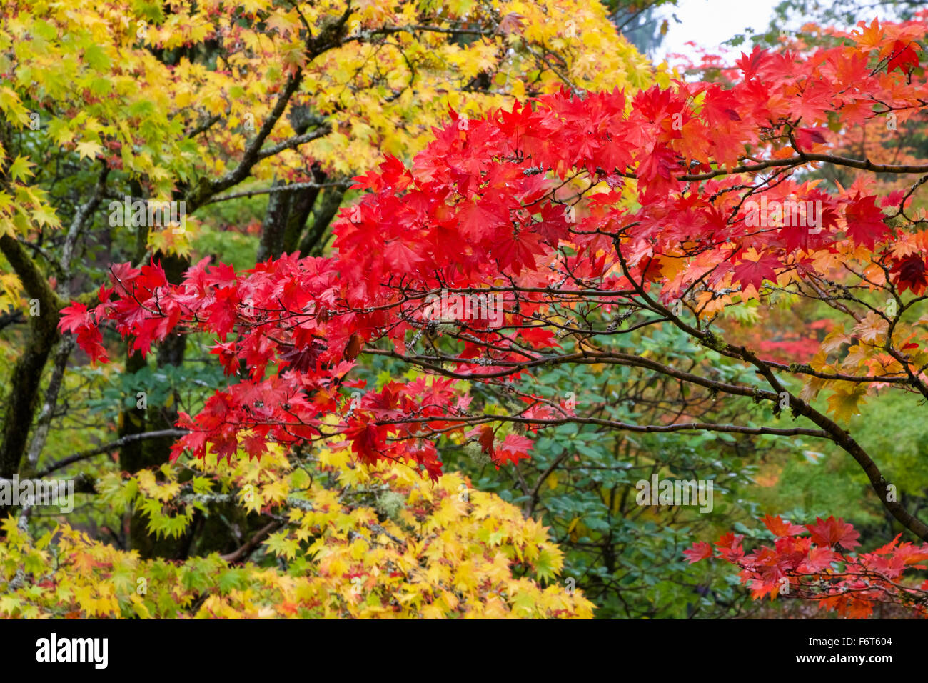 Herbst Stockfoto