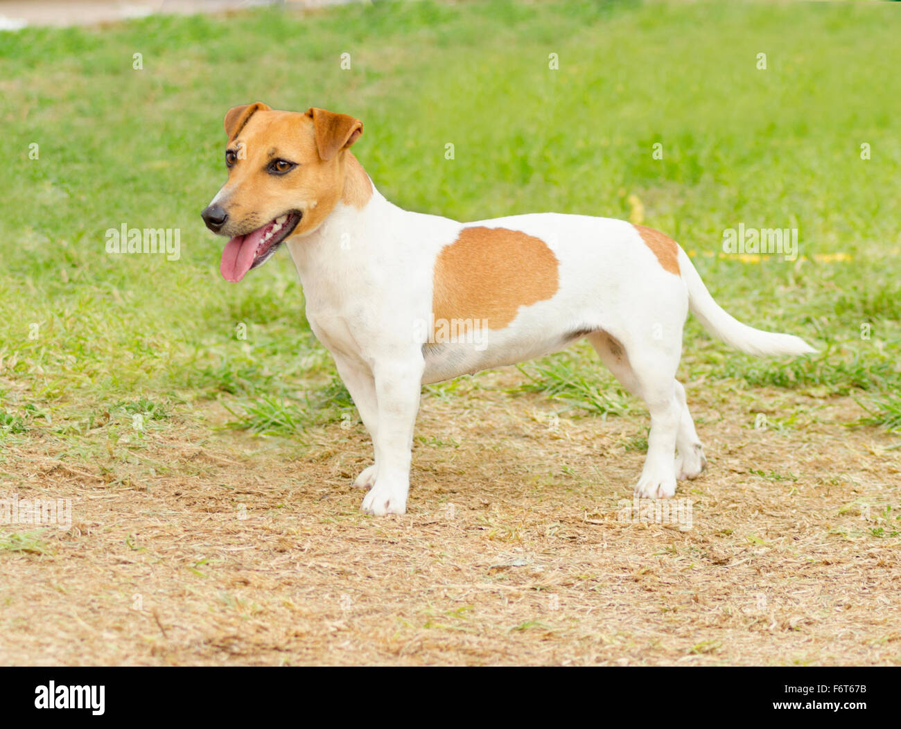 Eine kleine weiße und tan glatt beschichtet Jack Russell Terrier Hund zu Fuß auf dem Rasen, auf der Suche sehr zufrieden. Es ist bekannt für seine con Stockfoto