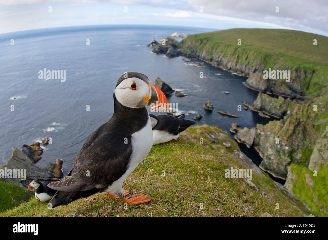 Papageientaucher haben kein großes Land Raubtiere sind also sehr zahm in Shetland Stockfoto