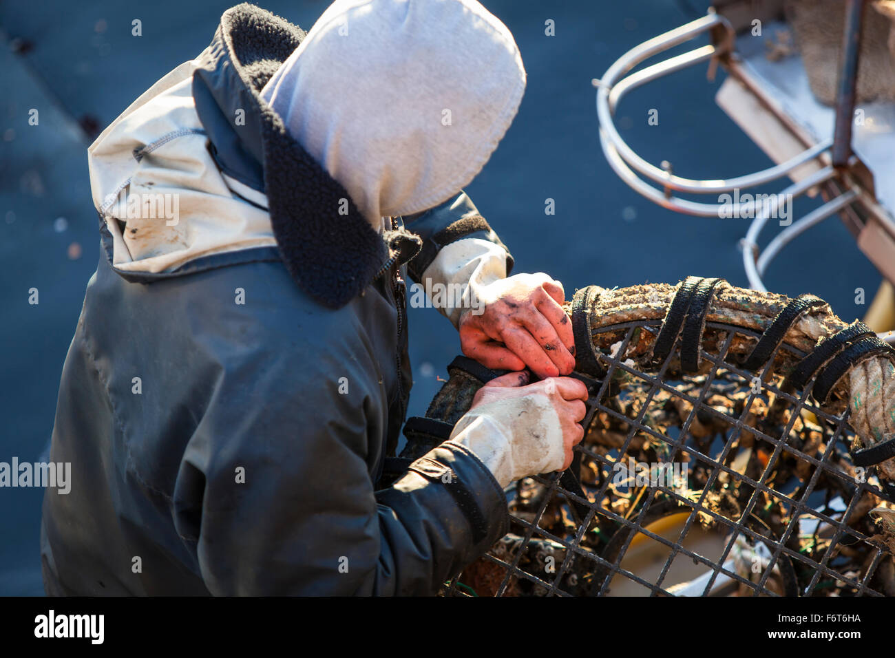 Ein Fischer Industrie Gummihandschuhen, eine Jacke und Hoodie reinigt einen Lobster Pot. Stockfoto