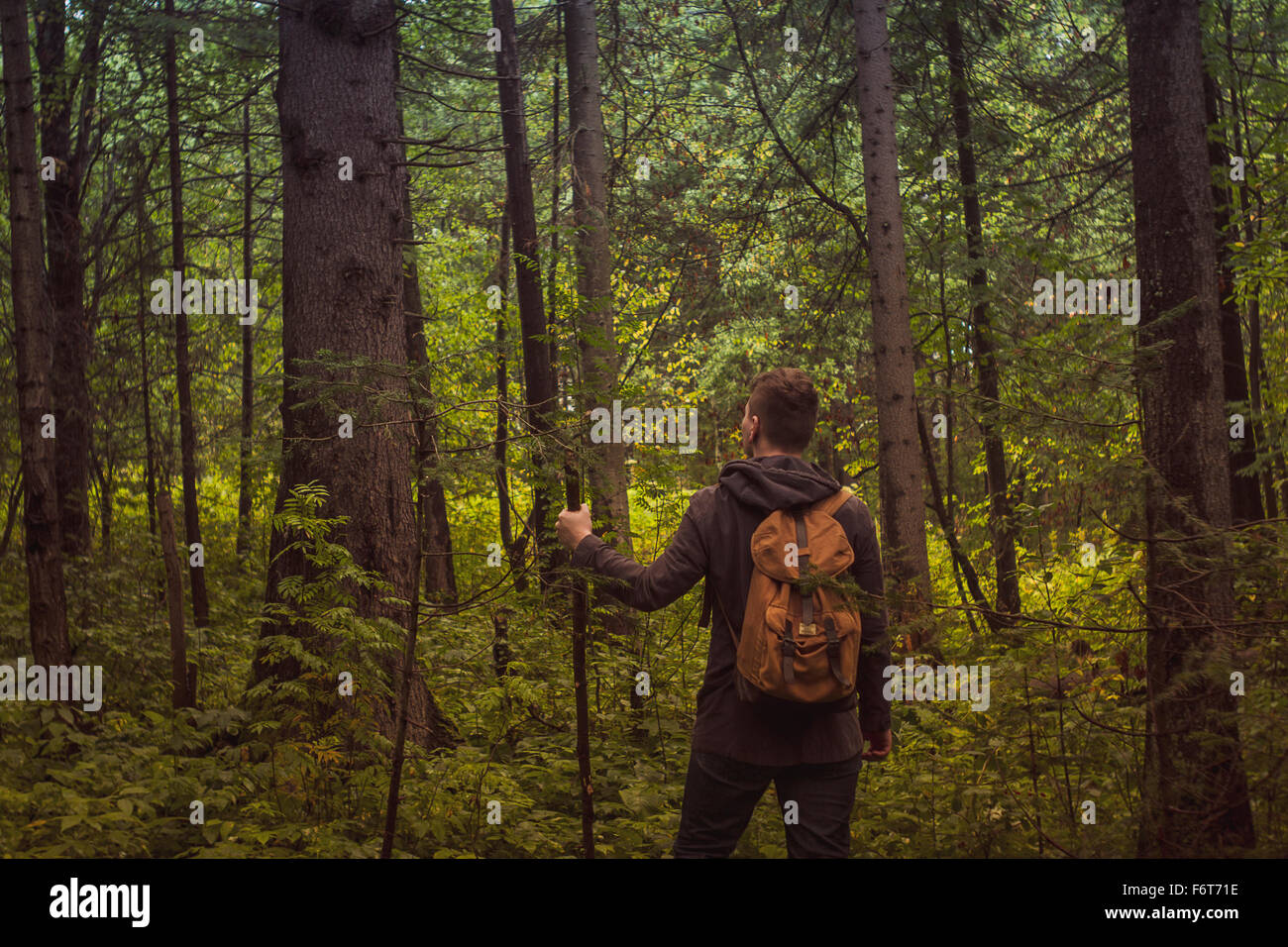 Kaukasischen Mann zu Fuß in Wald Stockfoto