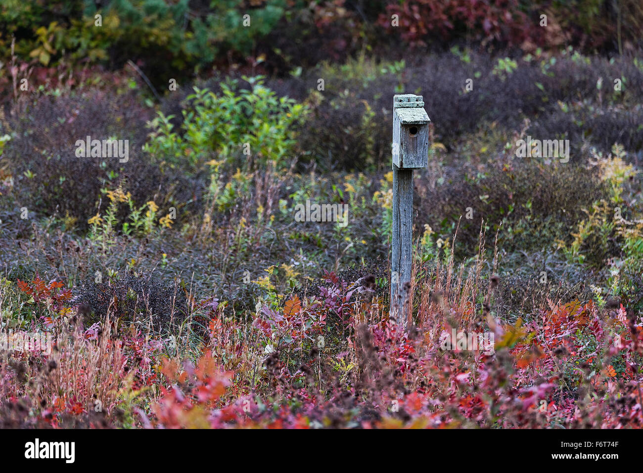 Vogelhaus im Herbst Wiese. Stockfoto