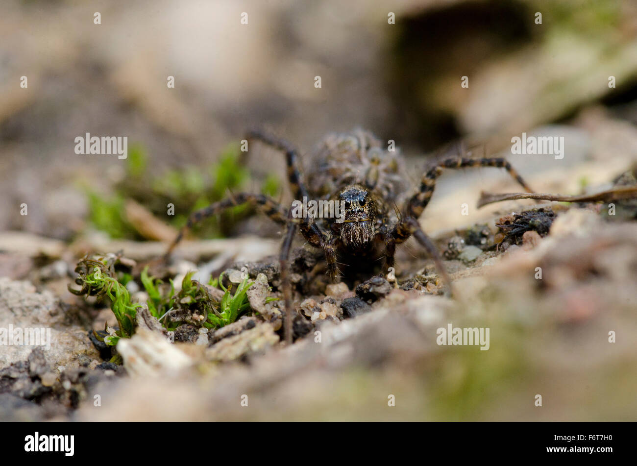 Wolfsspinne mit jungen auf dem Rücken Stockfoto