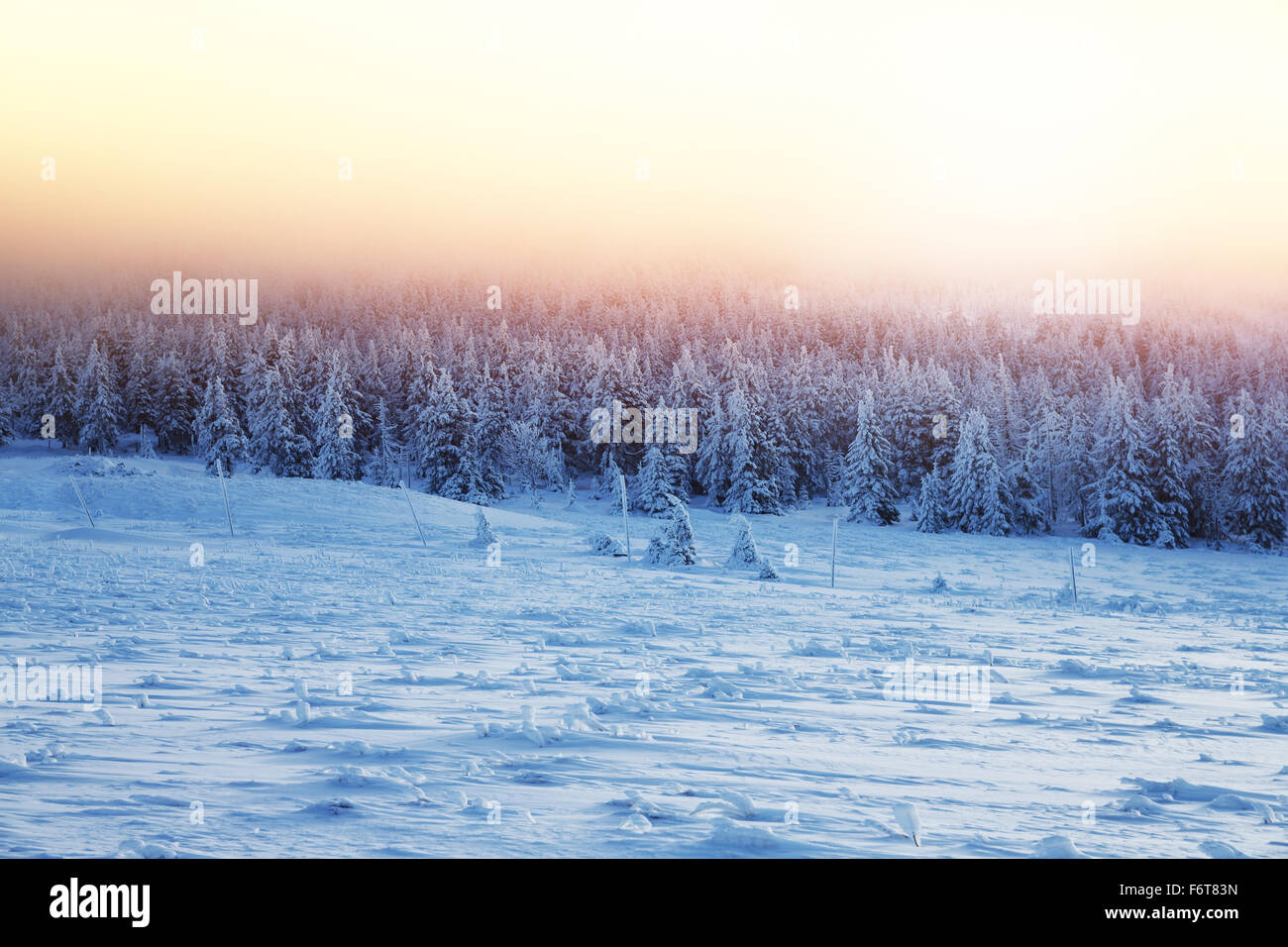 Schöne Landschaft des Sonnenuntergangs im Winterwald, majestätischen Blick auf eine Tanne mit Schnee bedeckt Stockfoto