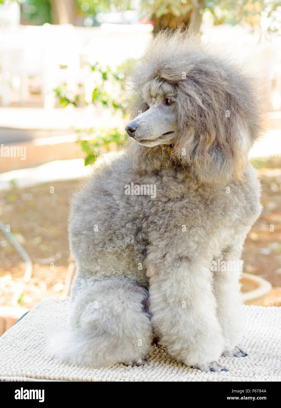 Eine Nahaufnahme von einem kleinen schön und liebenswert Silber grau Zwergpudel Hund. Pudel sind außergewöhnlich intelligent in der Regel Equ Stockfoto