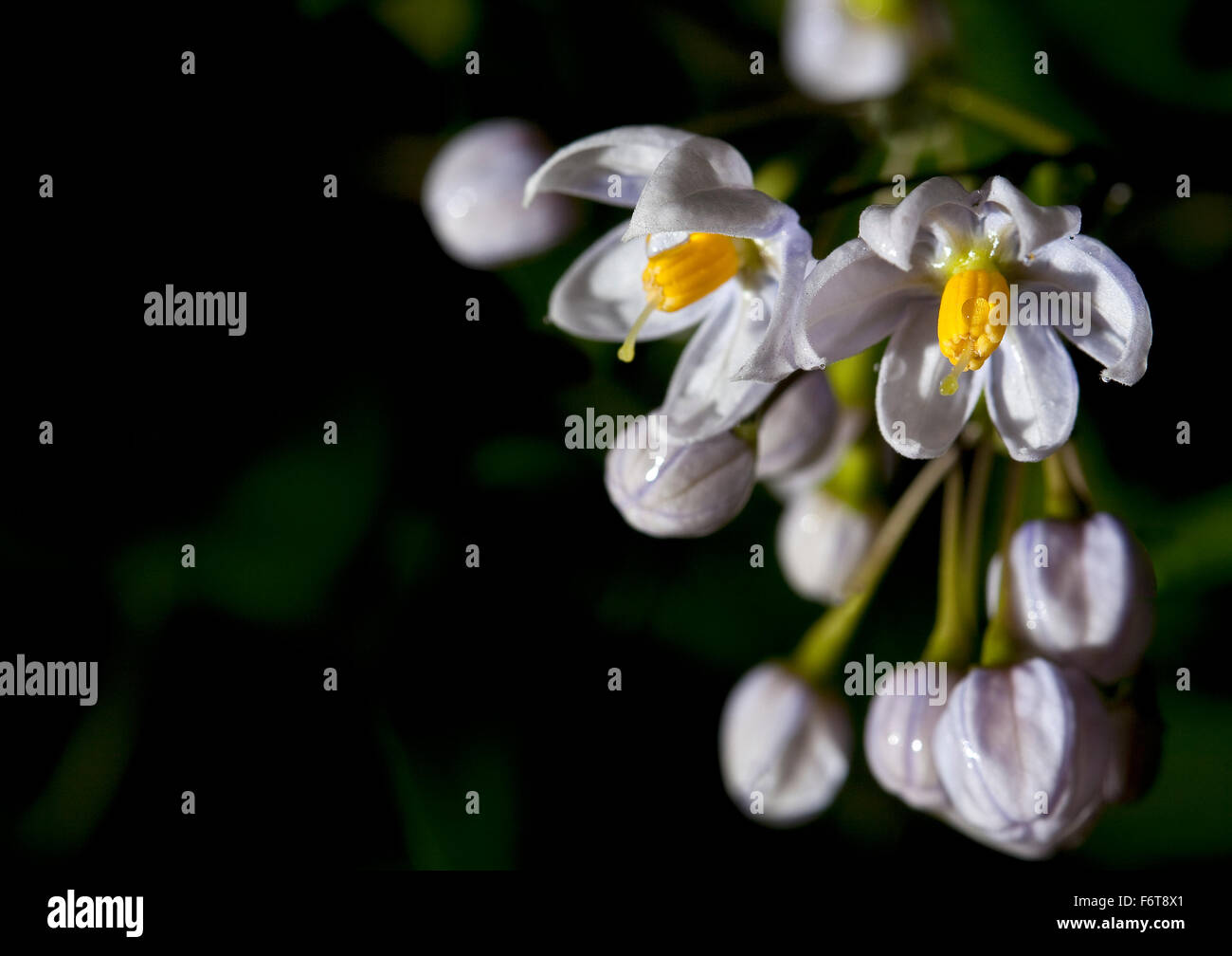 Regen Sie auf den Herbstblumen. Sanftem Regen wäscht über diese Herbstblumen Oberflächen schwer mit Wasser hinterlässt. Stockfoto