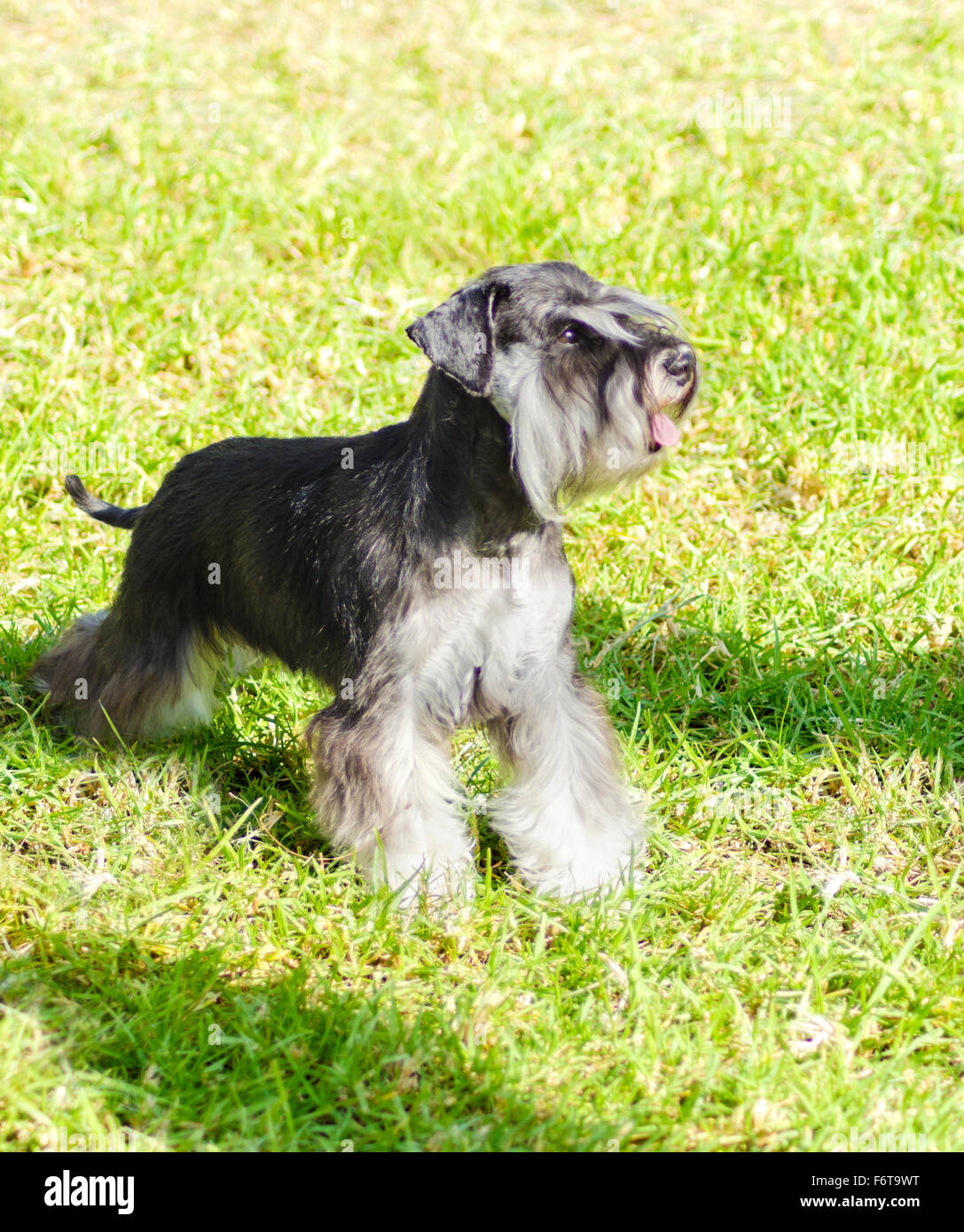 Ein kleiner schwarz-silbernen Zwergschnauzer Hund auf dem Rasen stehen, suchen sehr glücklich. Es ist dafür bekannt, eine intelligente Stockfoto