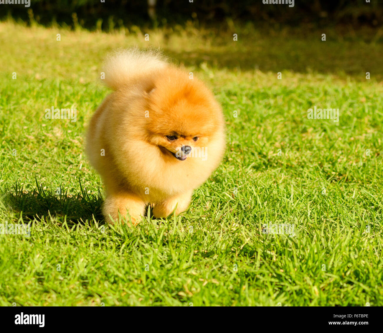 Ein kleiner Junge schöne flauschige orange Pommerschen Welpen Hund zu Fuß  auf dem Rasen. POM Hunde gelten in der Spielzeug-Kateg Stockfotografie -  Alamy