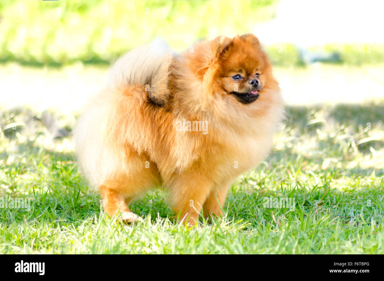 owalo design Kleine Welpen Zwergspitz Hunde