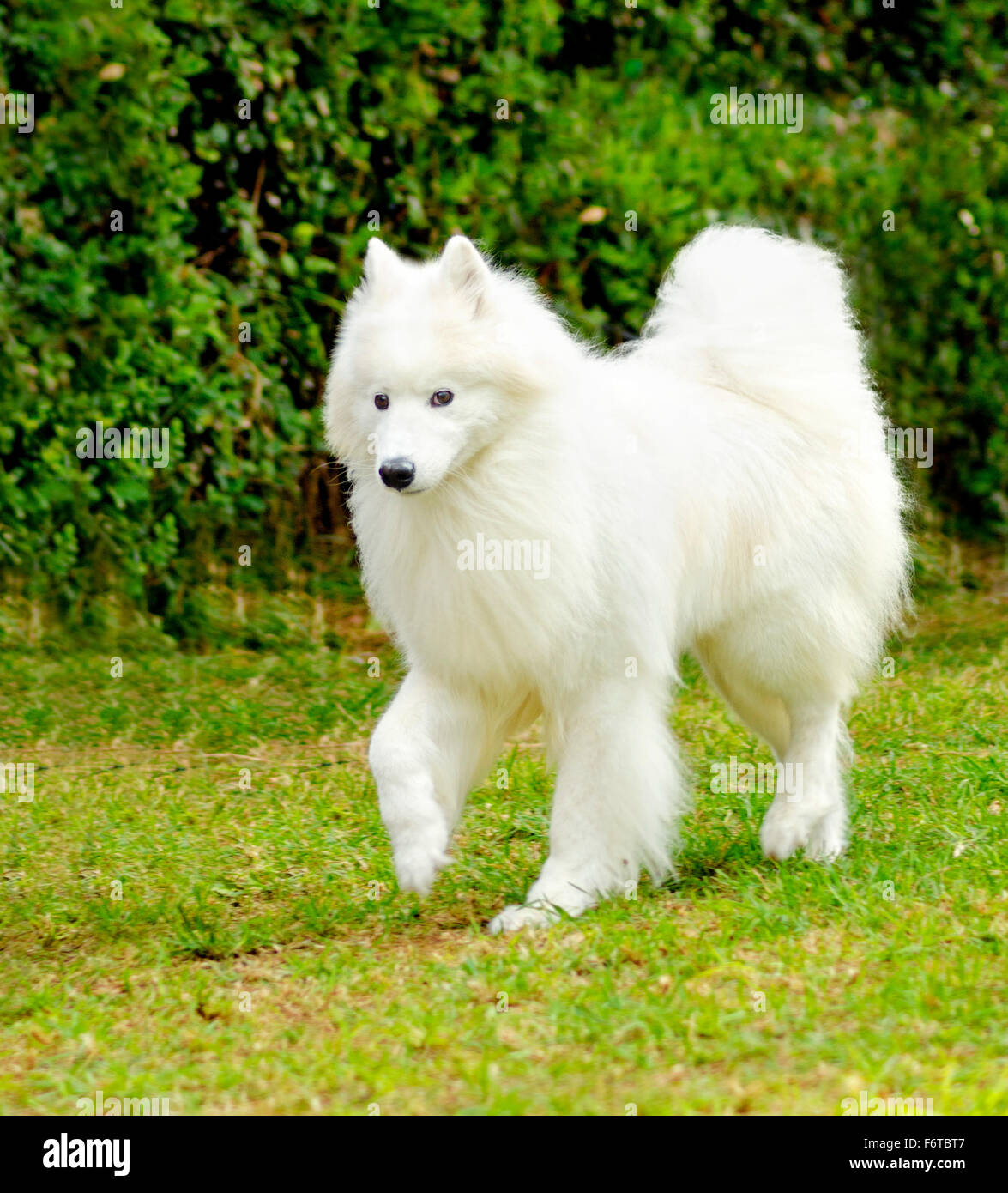 Eine junge schöne weiße flauschige Samoyed Hundewiesen auf dem Rasen. Die  Sammy Hund sieht aus wie ein weißer Wolf, aber es ist sehr sanft, sw  Stockfotografie - Alamy