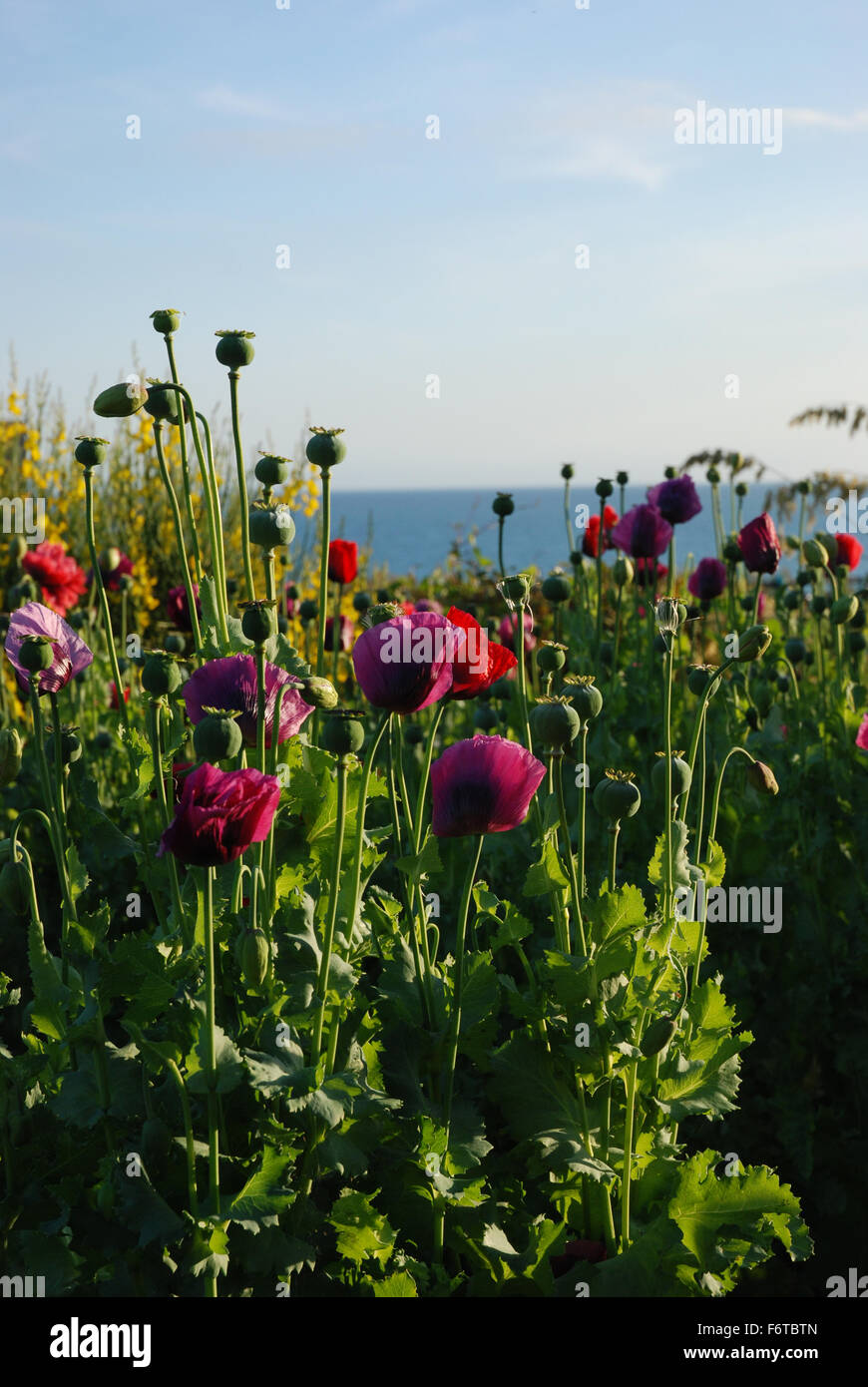 Mohn, Purpur und Scharlach mit Meer im Hintergrund Stockfoto