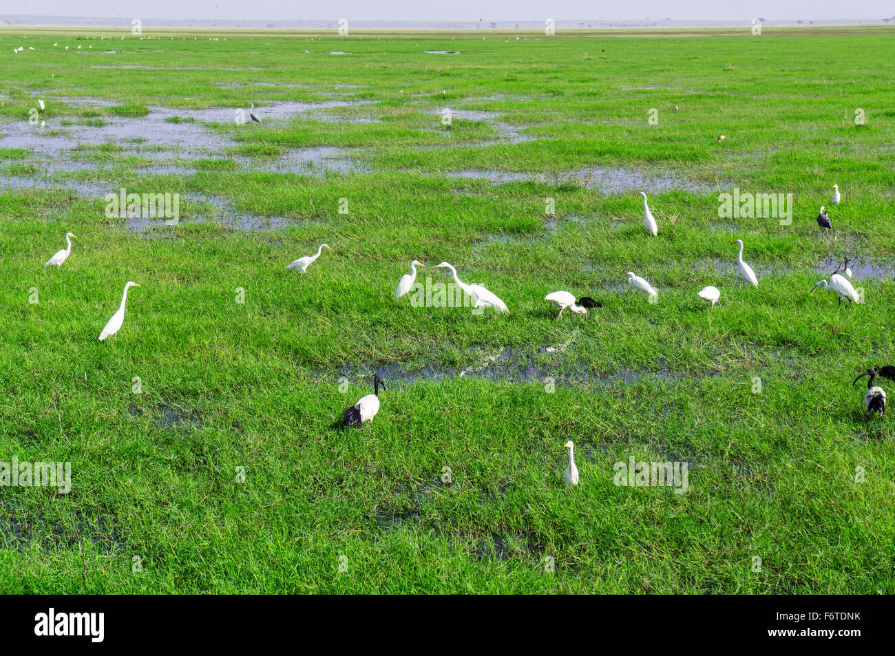 Vögel auf das Feuchtgebiet in Amboseli Nationalpark, Kenia Stockfoto