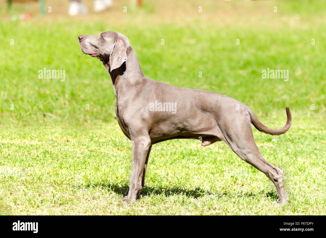 Eine junge, schöne, Silber blau graue Weimaraner Hund stehend auf dem Rasen mit keine kupierte Rute. Grey Ghost ist ein Jagdgewehr tun Stockfoto