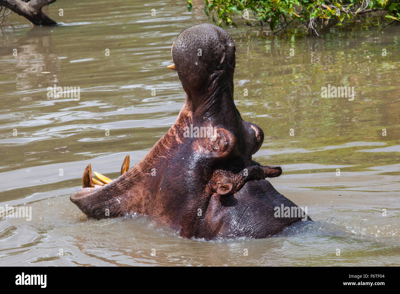 Nilpferd öffnen riesigen Maul im Wasser in Masai Mara Reserve, Kenia, Afrika Stockfoto