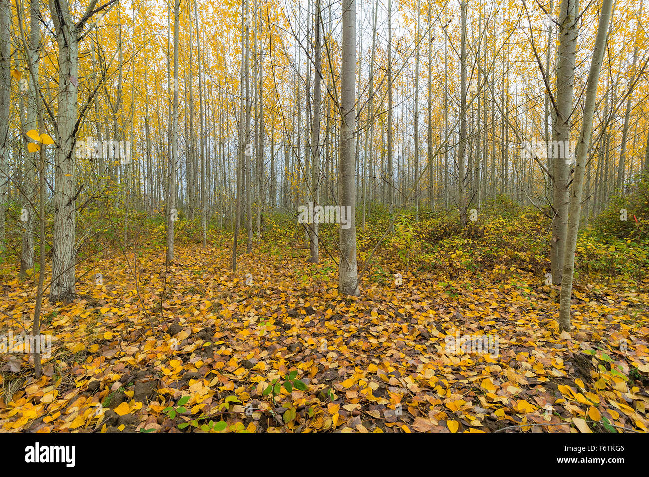 Baum Pappelhain in Oregon im Herbst Stockfoto