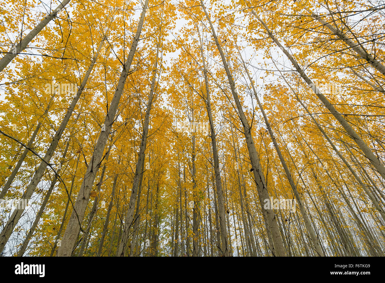 Baum Pappelhain Baldachin in Oregon im Herbst Stockfoto