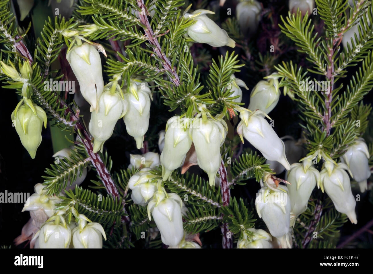 Blase-Heide / Stachelbeere Heide Erica Halicacaba - Familie Ericaceae Stockfoto