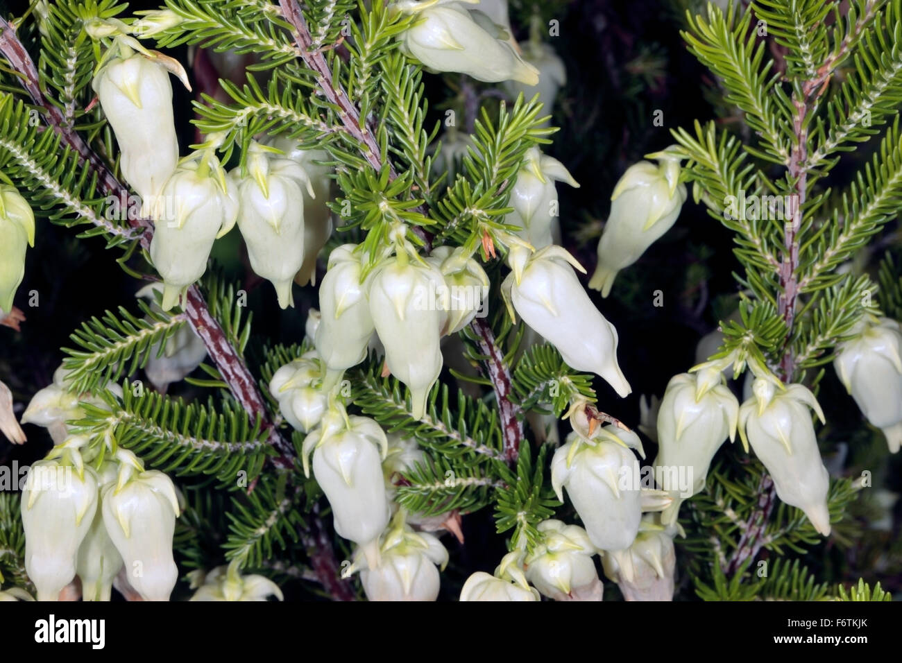 Blase-Heide / Stachelbeere Heide Erica Halicacaba - Familie Ericaceae Stockfoto