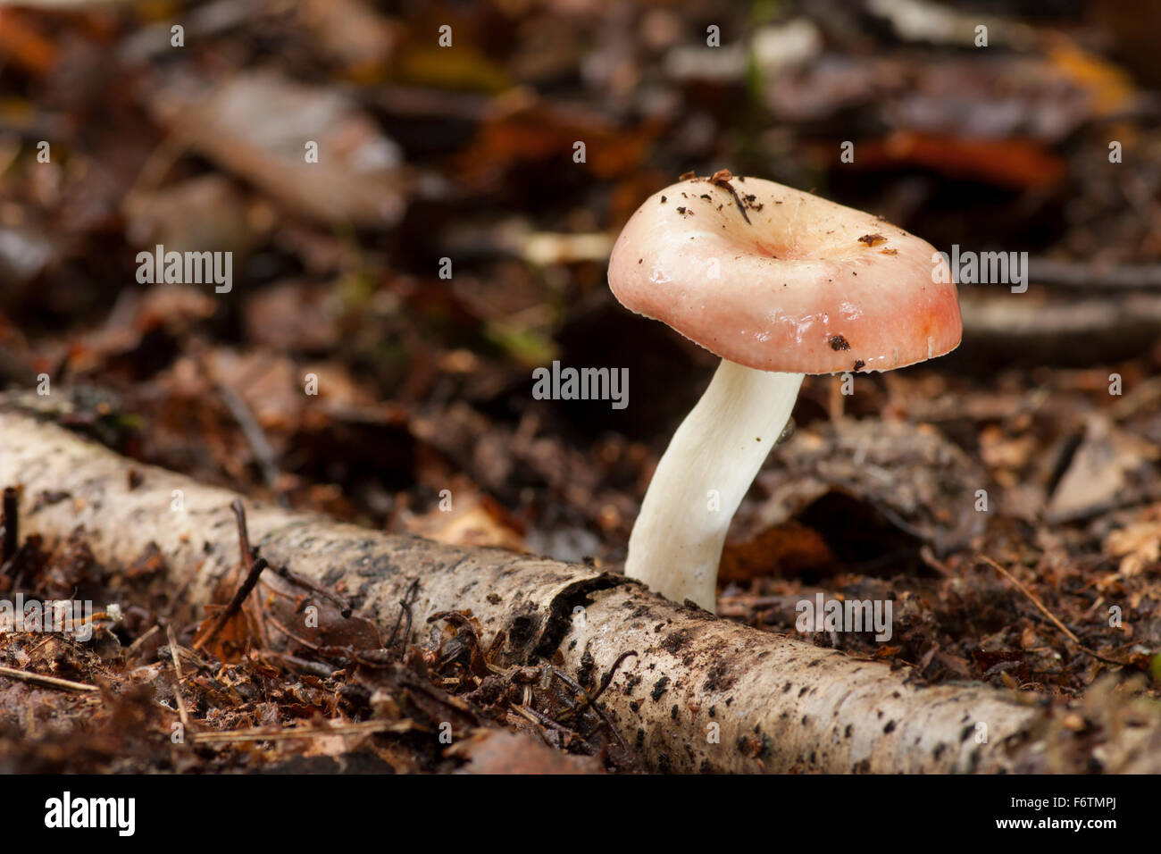 Deutschland, ubling paludosa Stockfoto