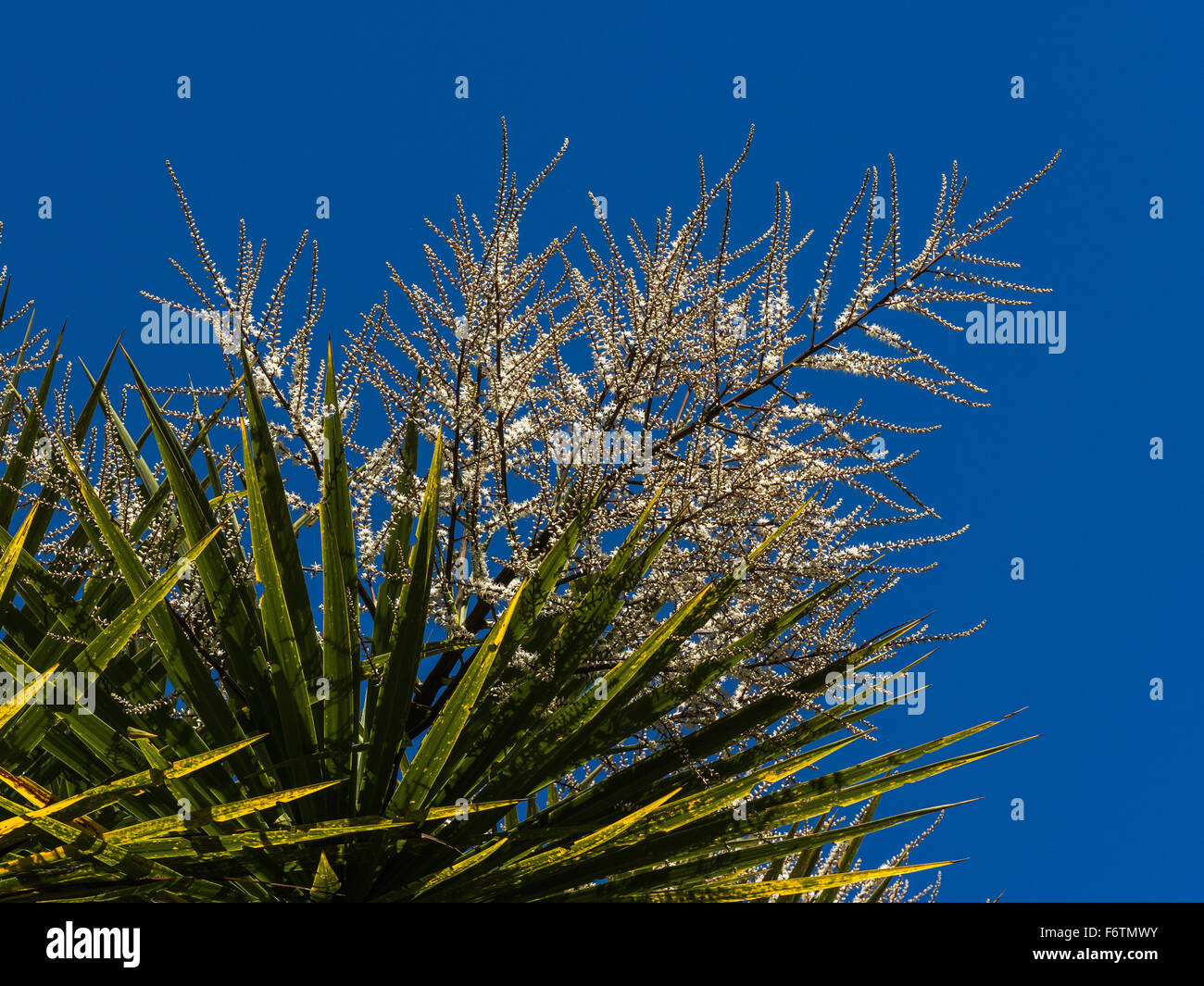 Kohl-Baum, Cordyline Australis, Blumen Stockfoto