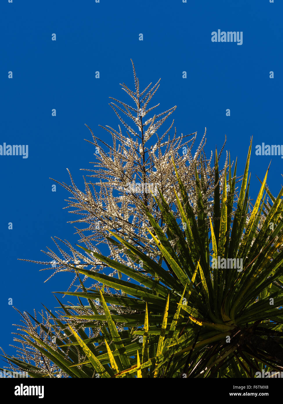 Kohl-Baum, Cordyline Australis, Blumen Stockfoto