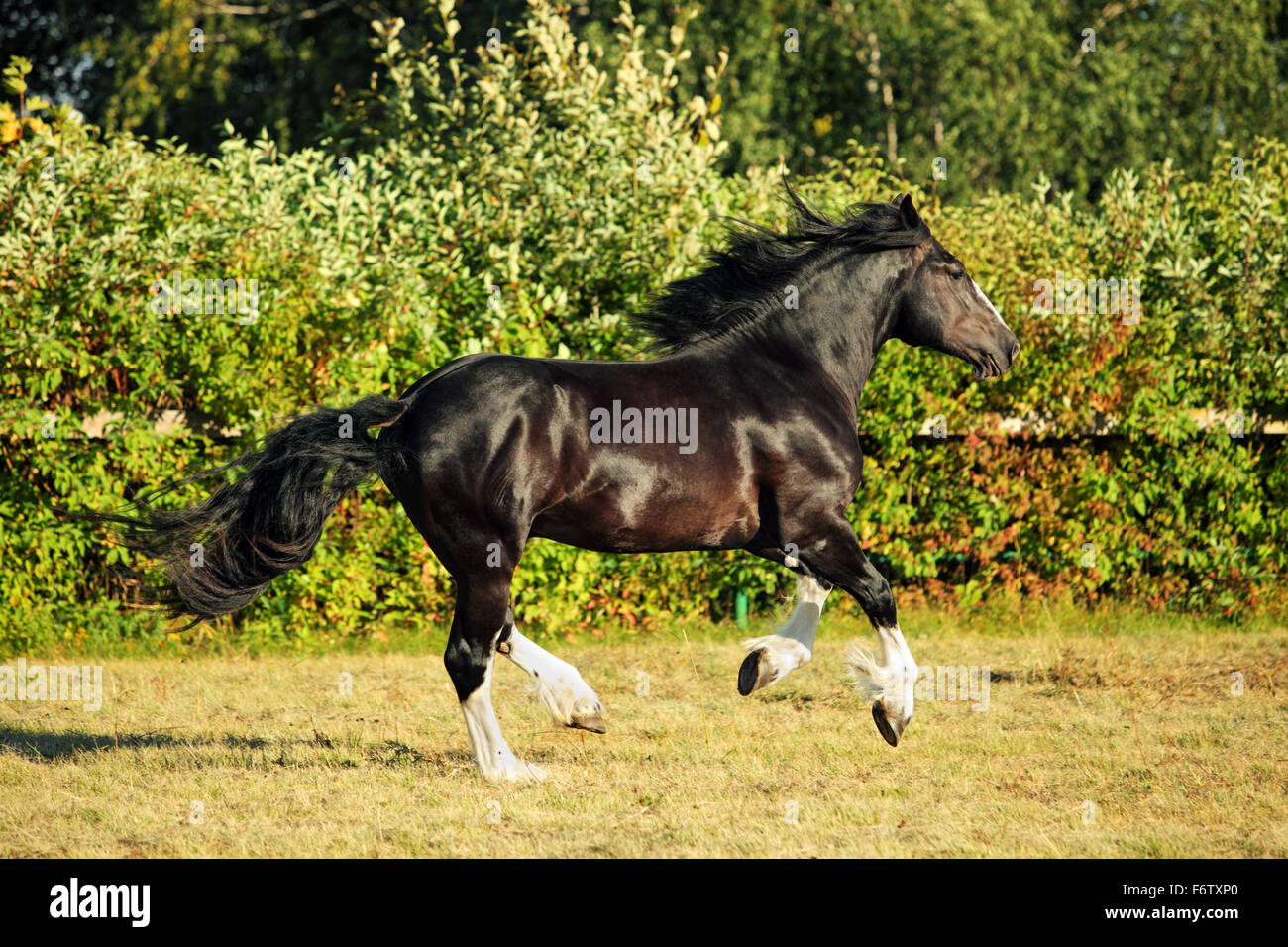 Schwarzen Shire schweres Zugpferd läuft Galopp auf der Weide Stockfoto