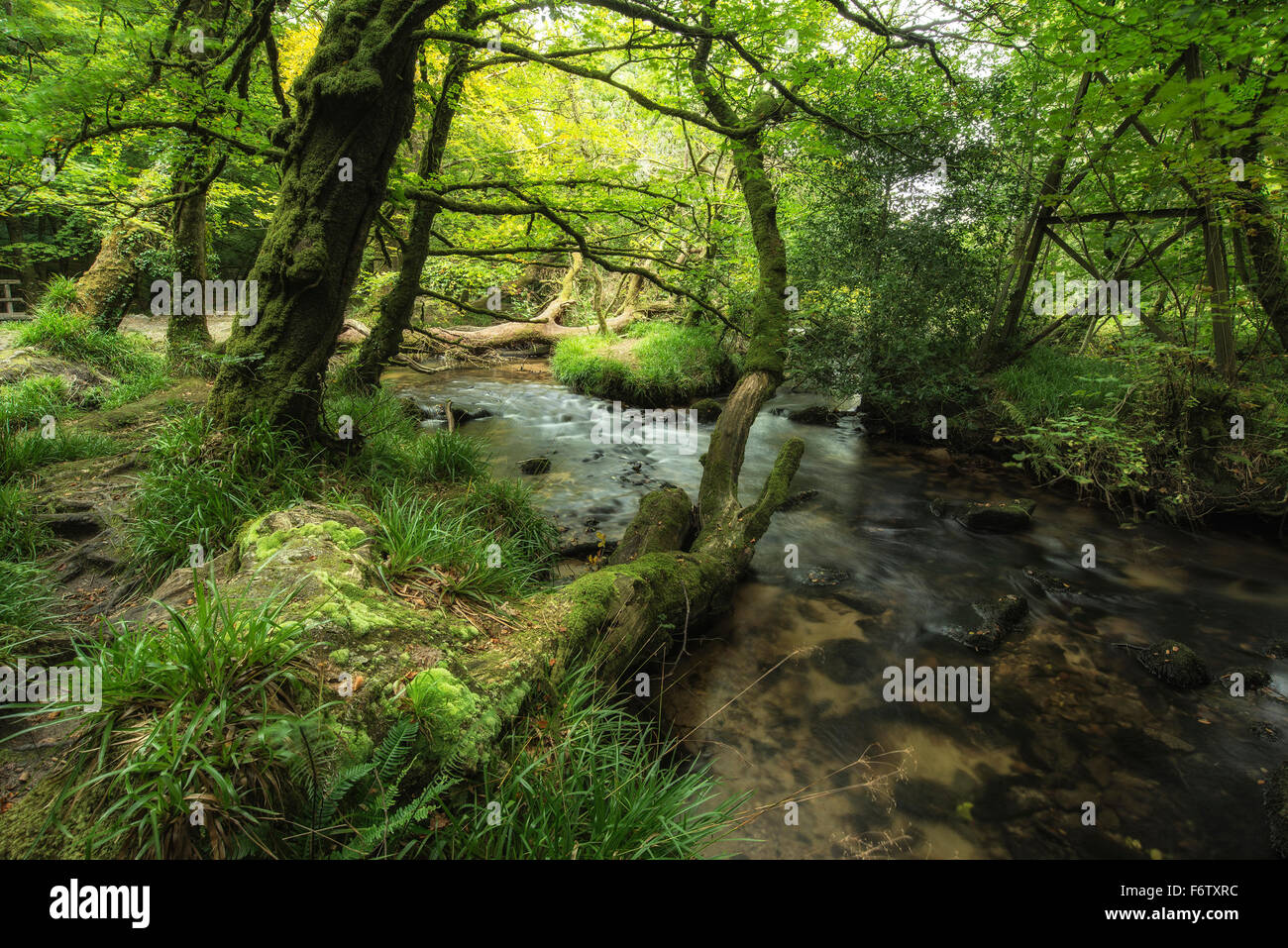 Landschaft-iamges der Fluss fließt durch üppig grünen Wald im Sommer Stockfoto