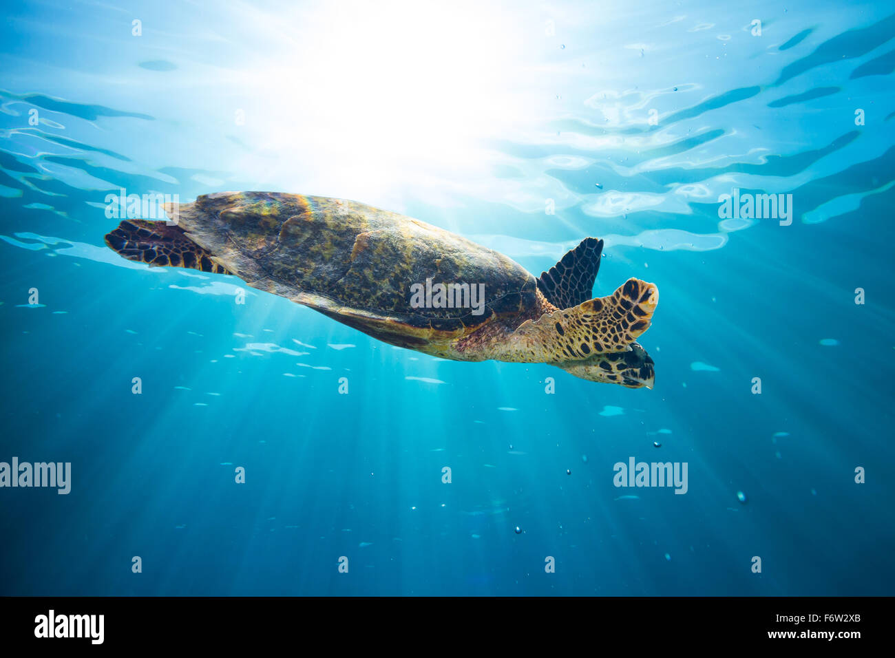 echte Karettschildkröte im blauen Meerwasser Stockfoto
