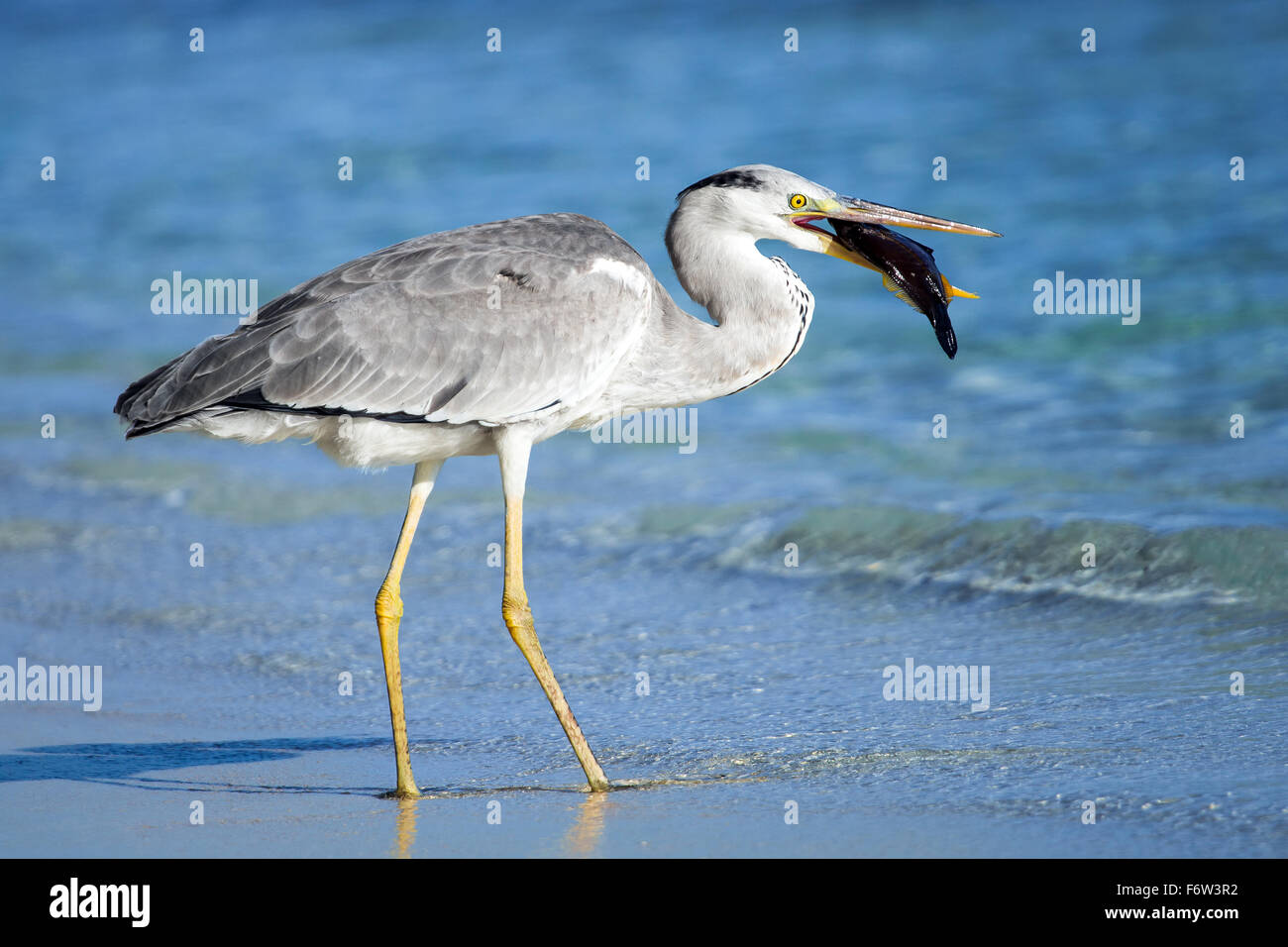 Vogel Reiher mit Fisch im Mund am Strand Stockfoto