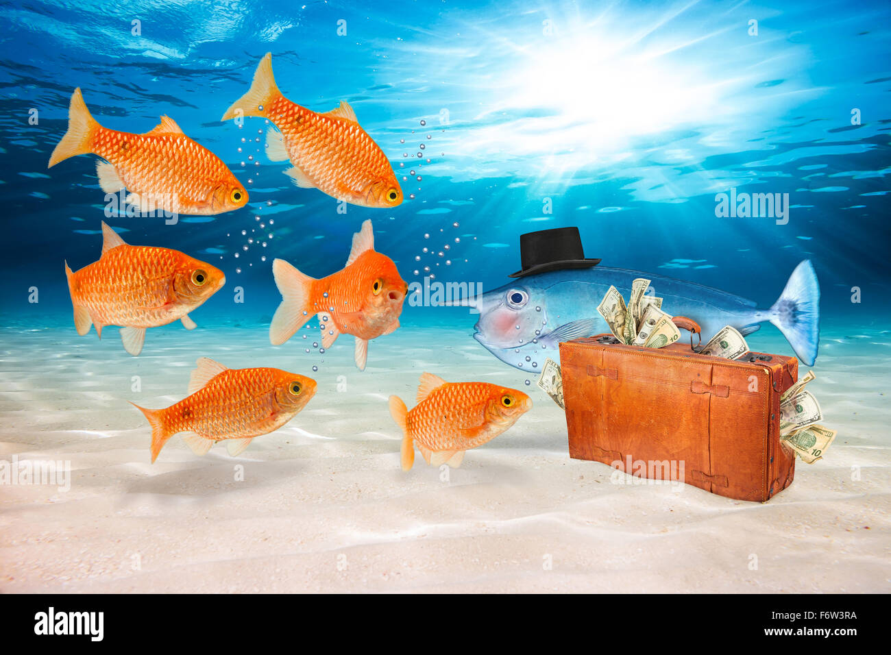 Goldfische sind durch Betrug Fisch mit Koffer voller Geld versucht. Stockfoto