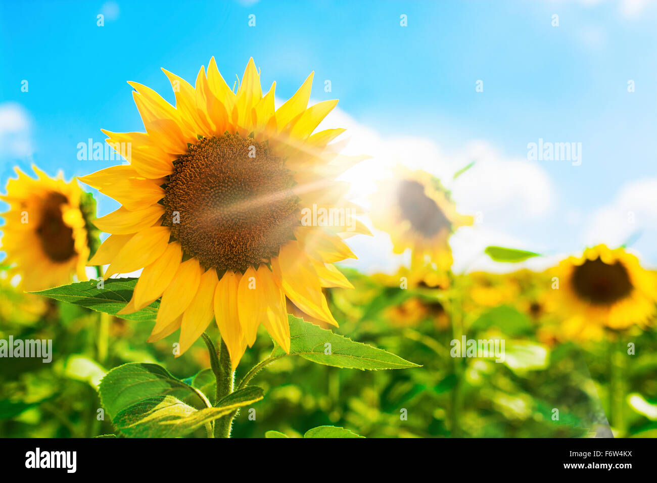 Sonnenblumen und Bright Sun Stockfoto