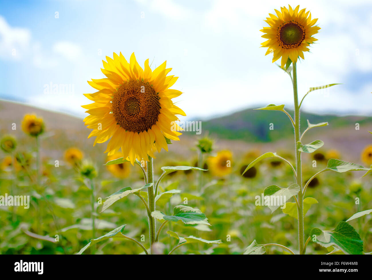 Frische Sonnenblumen Stockfoto