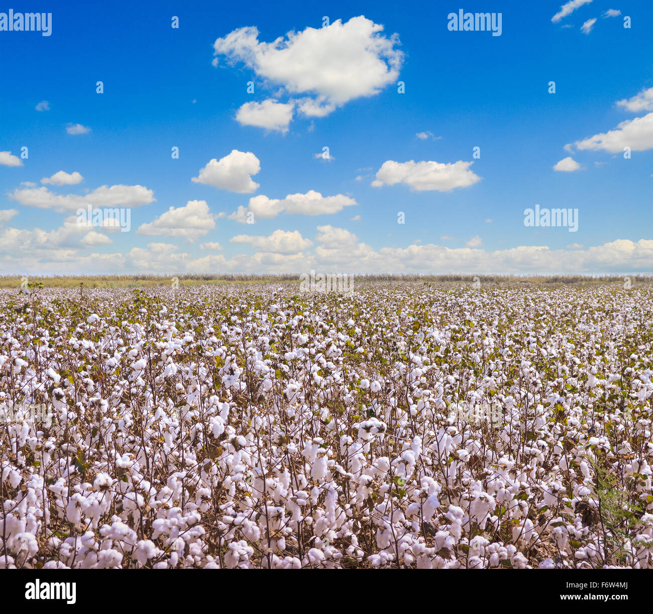 Baumwollfelder und blauer Himmel Stockfoto