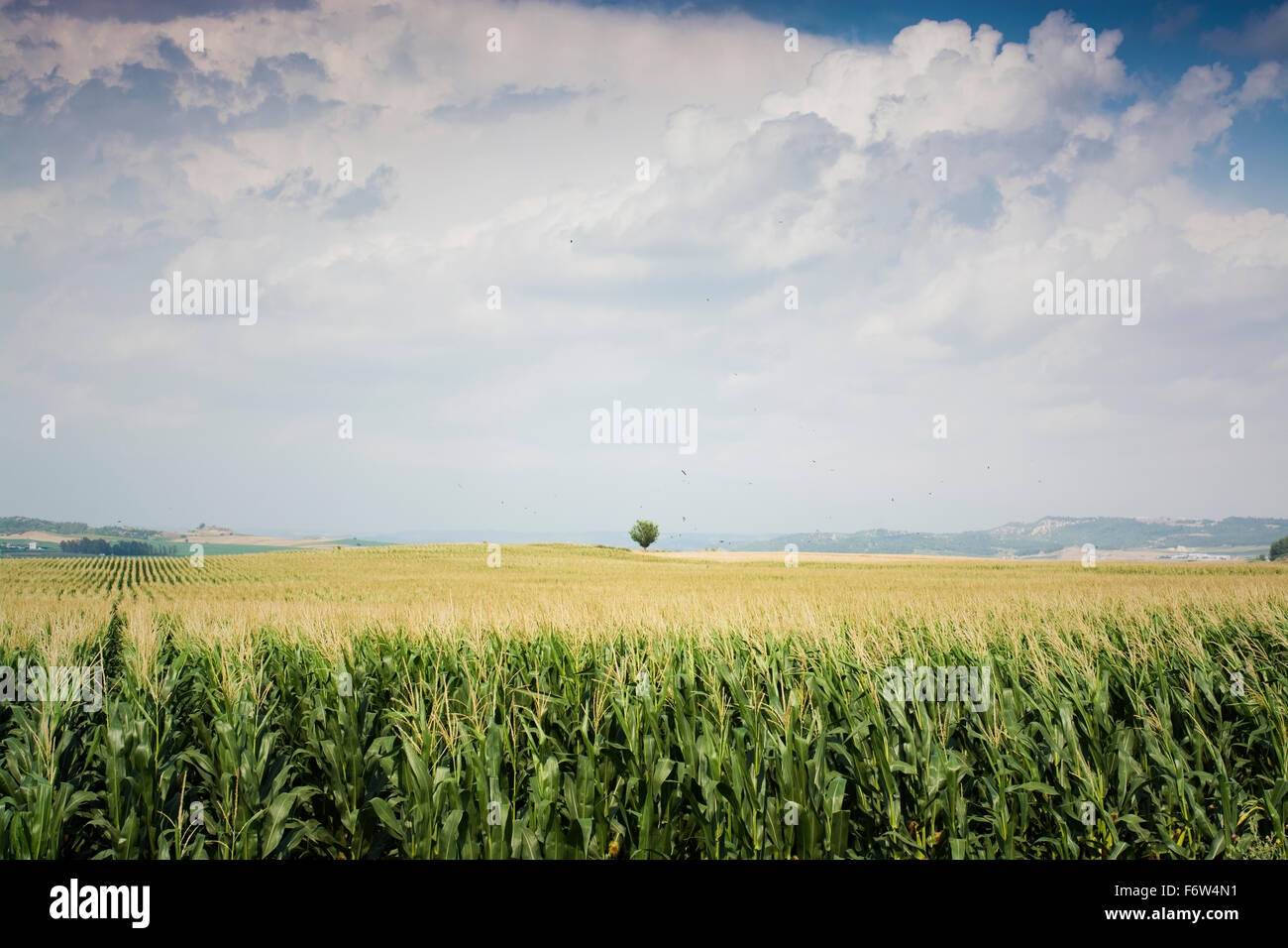 Grün-Mais-Feld, Landwirtschaft Stockfoto