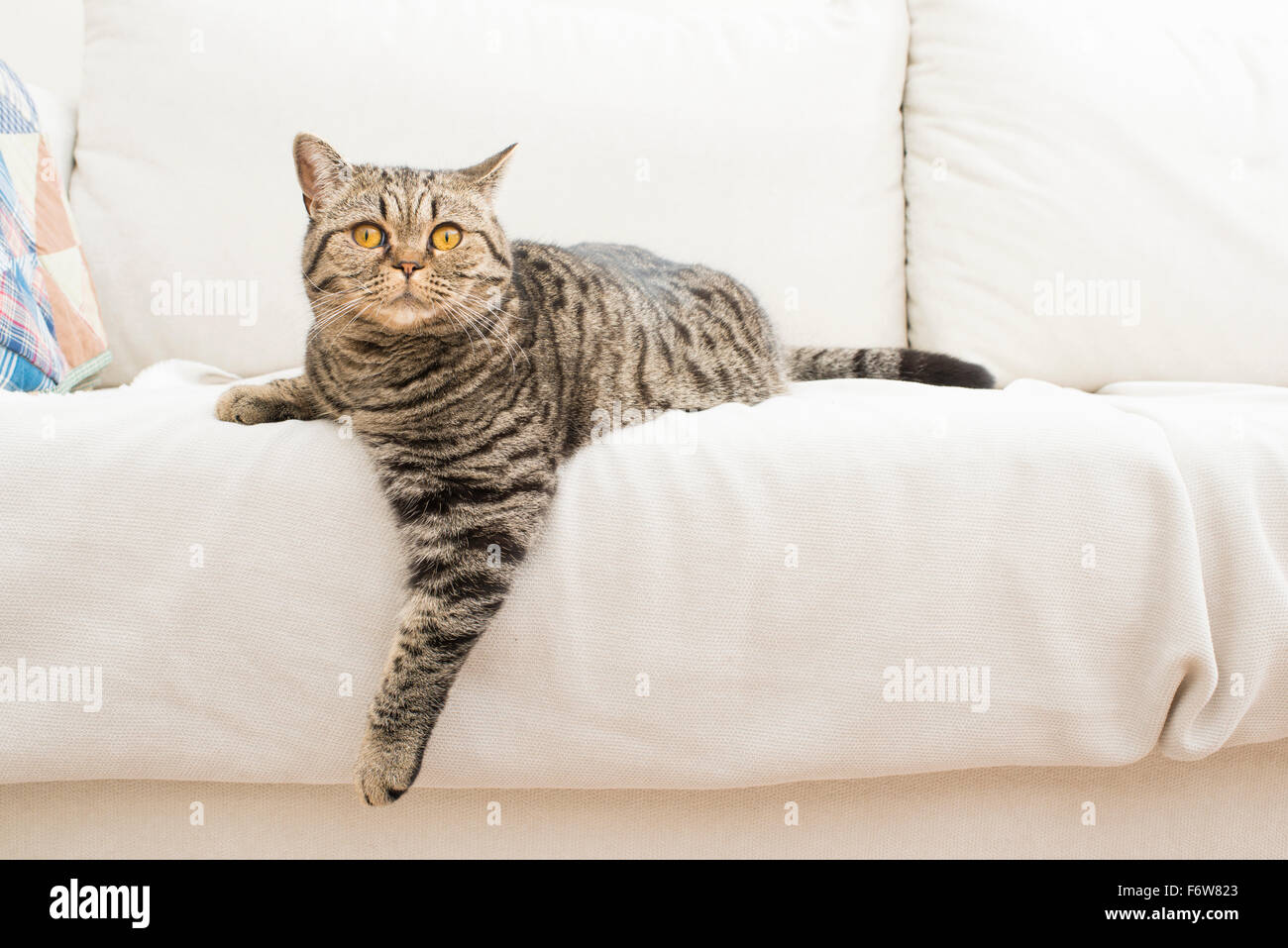 Neugierige Katze auf weißen Sofa. Zu Hause im Wohnzimmer mit Blick in die Kamera mit Überraschung. Stockfoto