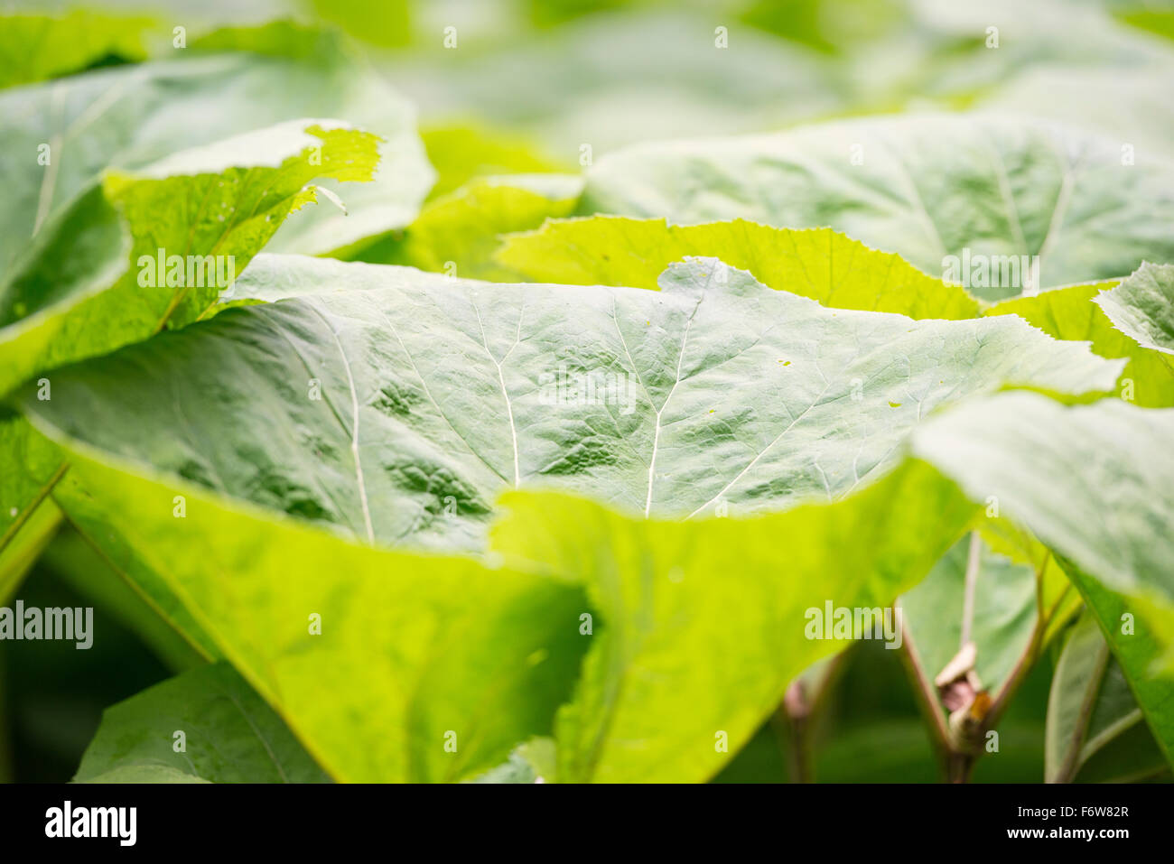 Natur-Detail, Nahaufnahme von großen grünen Sommer Blätter von Pflanzen, die im Wald wachsen. Stockfoto
